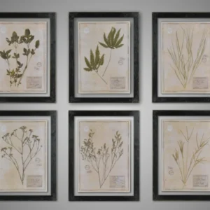 Set de 6 cuadros botánicos